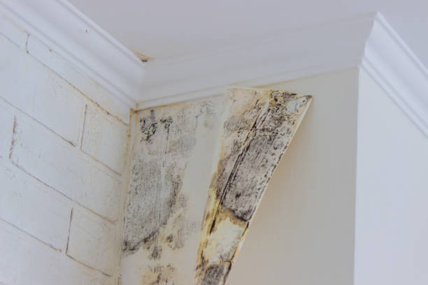 Best Residential water damage restoration  in New Hope, MN